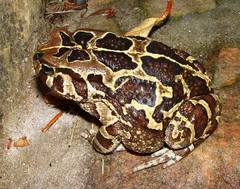 Panther Toad photo 3