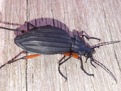 Carabus galicianus