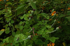 Porophyllum ruderale macrocephalum