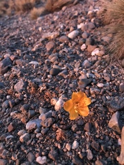Alstroemeria patagonica