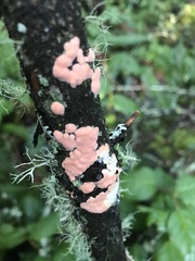 Aleurodiscus grantii