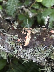 Aleurodiscus grantii