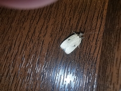 Agonopterix yeatiana