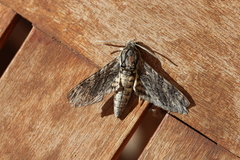 Agrius godarti