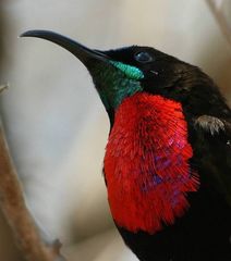 Scarlet-Chested Sunbird photo 4