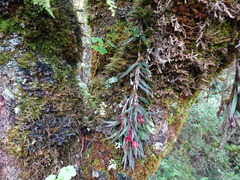 Epidendrum falsigarayi