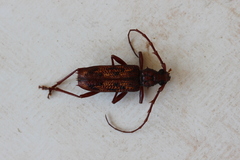 Phoracantha synonyma