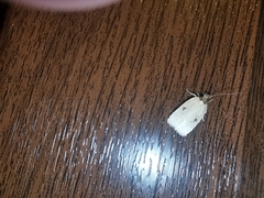 Agonopterix yeatiana