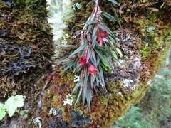 Epidendrum falsigarayi
