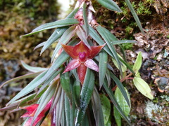 Epidendrum falsigarayi