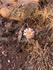 Hypochaeris incana