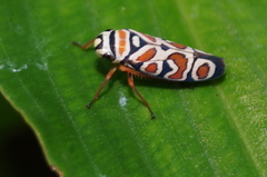 Agrosoma