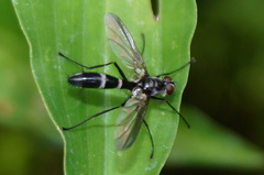 Cordyligaster
