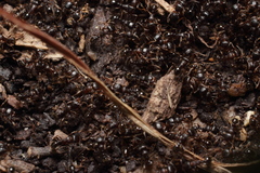 Tetramorium tsushimae