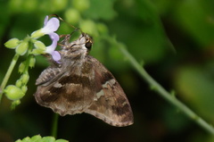 Eudaminae