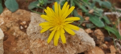 Reichardia