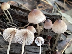 Mycena bulliformis