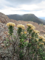 Ozothamnus obcordatus