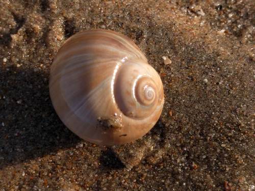 Large Necklace Shell, Noordwijk, Zuid-Holland, Netherlands, photo 9 of 10