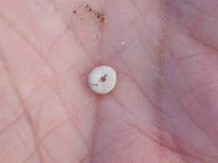 Echinocyamus pusillus