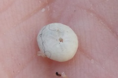 Echinocyamus pusillus