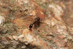 Tetramorium tsushimae