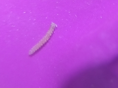 Pyrgodesmidae