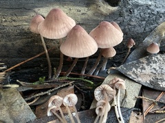 Mycena bulliformis