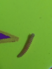 Pyrgodesmidae