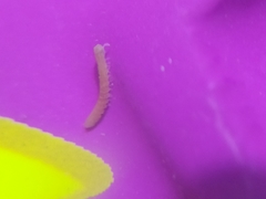 Pyrgodesmidae