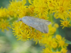 Diatraea saccharalis