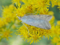 Diatraea saccharalis