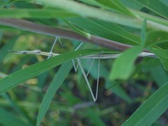 Tetanorhynchini