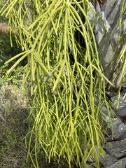 Rhipsalis parasitica subsp. parasitica image
