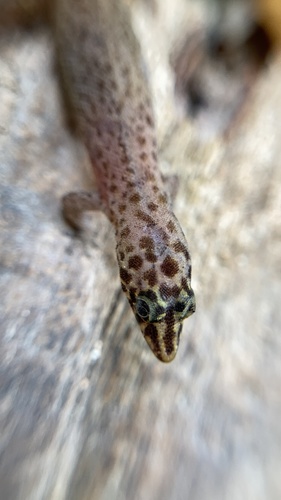 Turks Islands Geckolet, Sphaerodactylus underwoodi