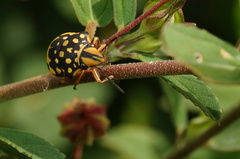 Orsilochides scurrilis