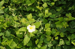 Passifloraceae