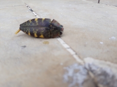 Lampetis hirtomaculata