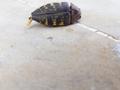 Lampetis hirtomaculata