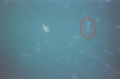 Acanthurus coeruleus