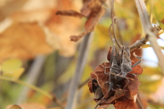 Leptoglossus concolor