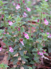 Scutellaria humilis