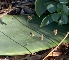 Apis mellifera