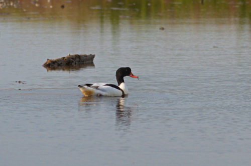Common Shelduck