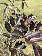 Schinus terebinthifolia terebinthifolia