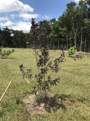 Schinus terebinthifolia terebinthifolia