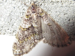 Esakiopteryx volitans