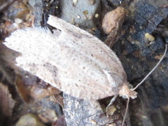 Acleris perfundana