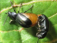 Gastrophysa atrocyanea