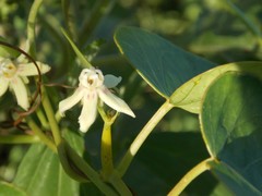 Cynanchum montevidense